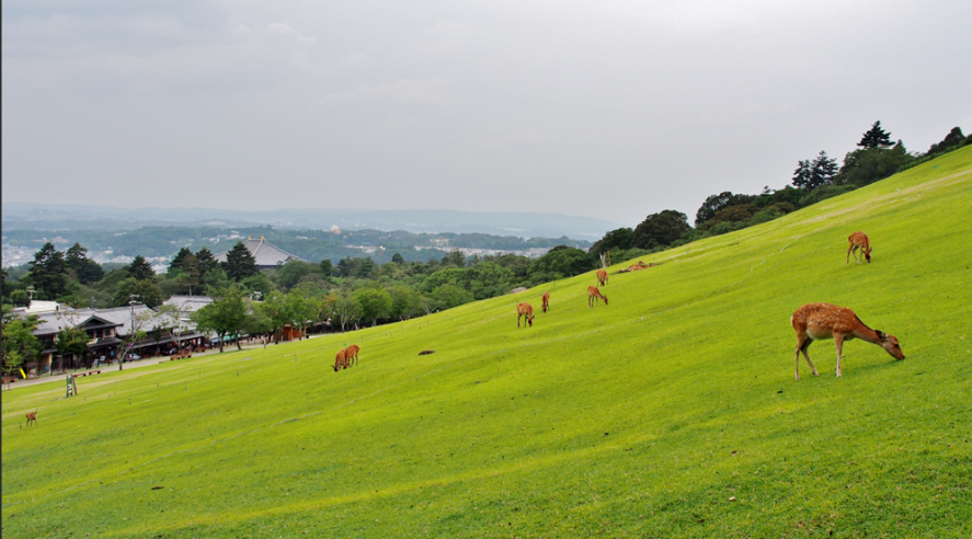 奈良・若草山 親子ハイキング 🦌 - 奈良で開催されるアウトドア活動